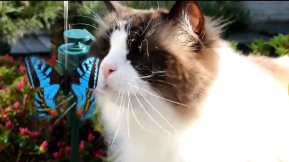 Pisica-spion: urmărește fluturele din grădină până când.... VIDEO