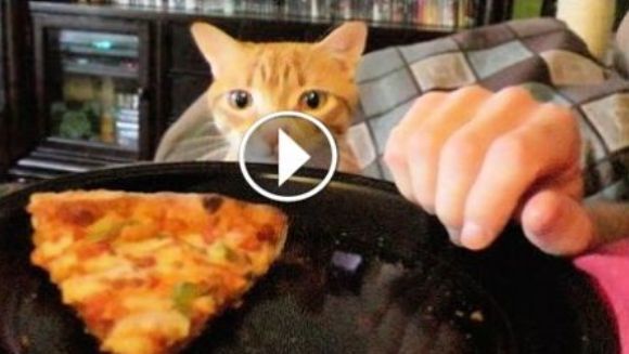 Ce se întâmplă dacă încerci să mănânci de față cu pisica ta – VIDEO