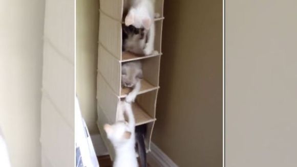 Ce fac cinci pisici, când sunt puse într-un suport de încălțări? Cel mai tare clip al săptămânii – VIDEO