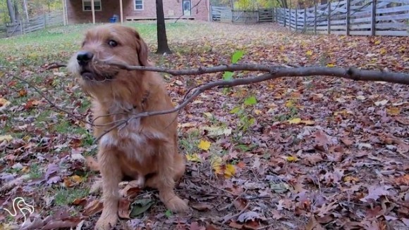 Câini care au găsit bățul perfect ; numai că e încă prins de copac – VIDEO