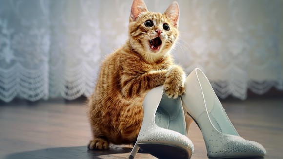 Fashioniste convinse! Pisici obsedate de pantofi – FOTO