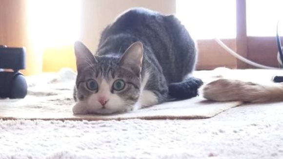 Cea mai senzuală felină dansează „wiggle” - VIDEO