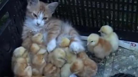 Mămica adoptivă a puişorilor? Pisicuţa Ginger, cea mai drăguţă din lume – VIDEO