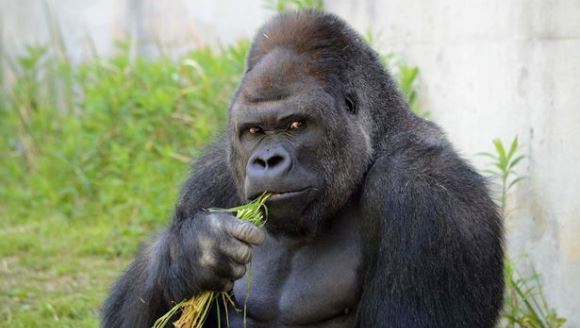 Gorila chipeşă, care a înnebunit femeile din Japonia. Cum arată ea - Galerie Foto
