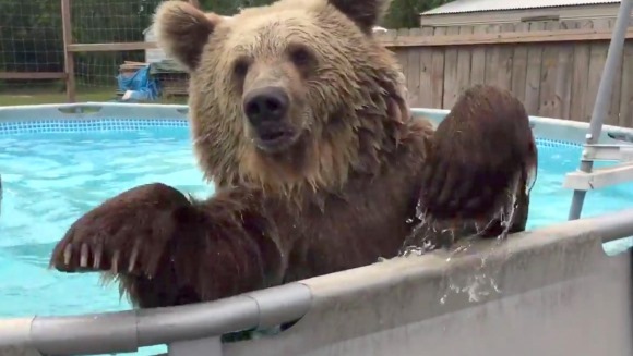 Cel mai bălăcit urs: iubeşte să sară în piscină – VIDEO