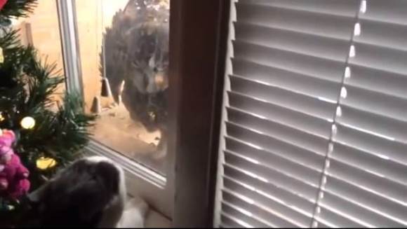 Curajoasa felină îşi apară stăpânii de atacul unei bufniţe nervoase – VIDEO