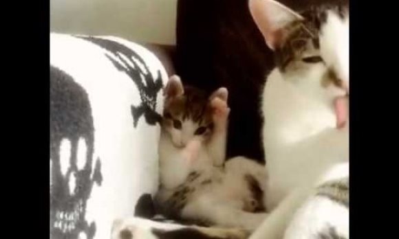 Copy – Paste: pisicuţa îşi imită mămica, folosindu-se de cele mai amuzante mişcări – VIDEO