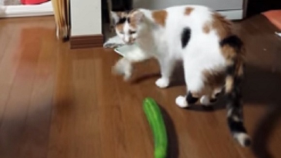 Pisica speriată pe viață de un biet castravete – VIDEO