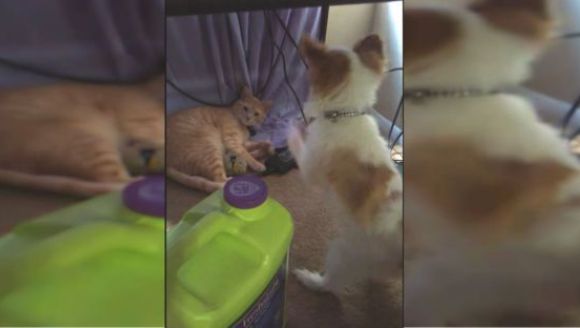 Va face și plecăciuni? Câinele care imploră pisica să îi dea jucăria înapoi – VIDEO