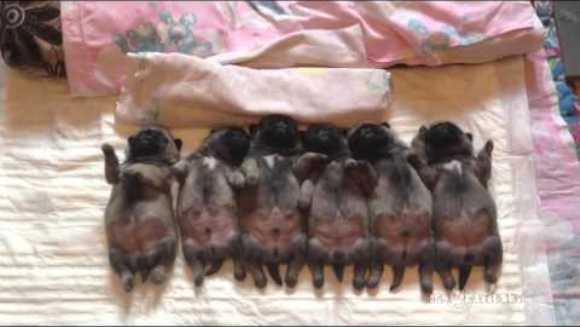 Nu e nimic mai drăgălaș decât acești pui de mops dormind – VIDEO