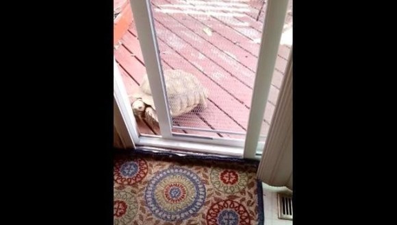 Broasca ţestoasă genială îşi şochează familia cu talentul ei – VIDEO