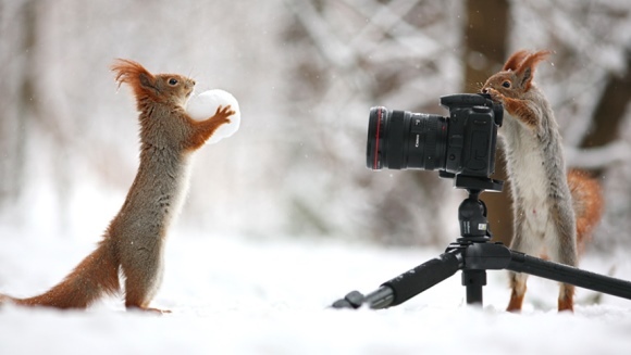 11 animale care se pricep la fotografie mai bine decât tine