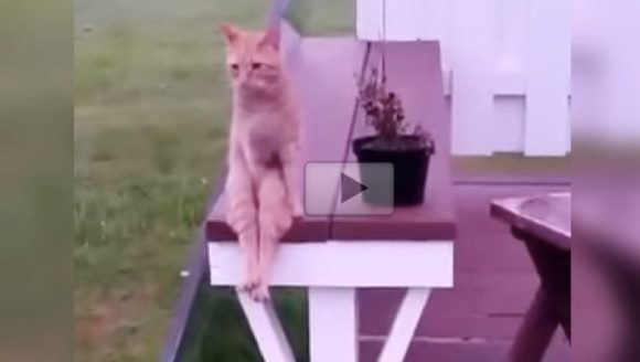 Cea mai ciudată pisică: stă jos exact ca o doamnă. Priviţi până la final! VIDEO