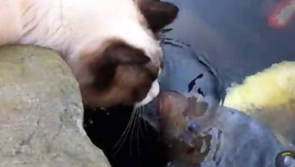 Timo, singura pisică din lume care a fost sărutată de un pește – VIDEO