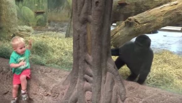 De-a v-ați ascunselea cu o gorilă – VIDEO