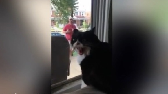 Pisica-boss, de-a dreptul enervată că ai ei au adoptat un câine – VIDEO