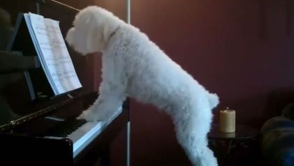 Cum se distrează acest câine, când rămâne singur acasă – VIDEO