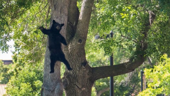Oops! A căzut ursul din copac – Foto
