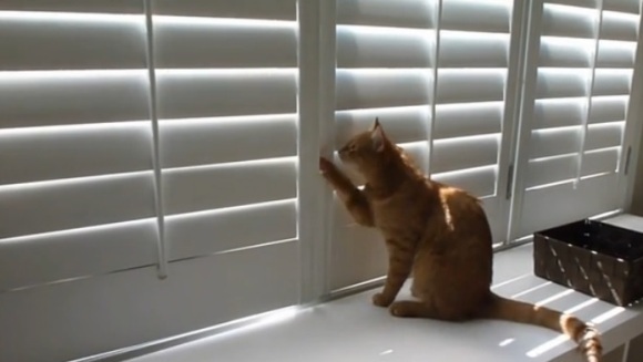 Pisica isteață își păcălește stăpânii în mai puțin de 30 de secunde – VIDEO
