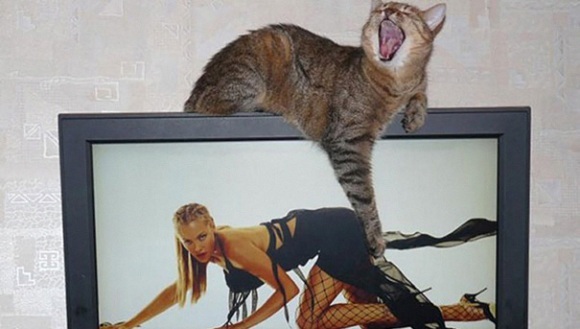 20 de momente amuzante cu pisici, surprinse exact la timp – Galerie Foto