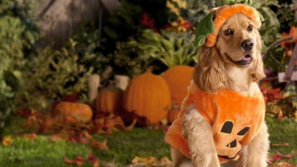 Cele mai tari costume de Halloween, pentru câini – Galerie Foto