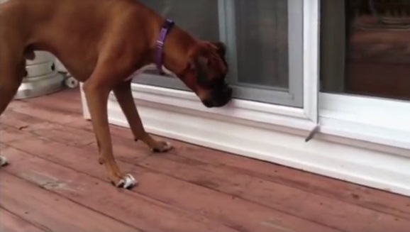Când un câine uriaş nu poate face faţă unei pene… VIDEO