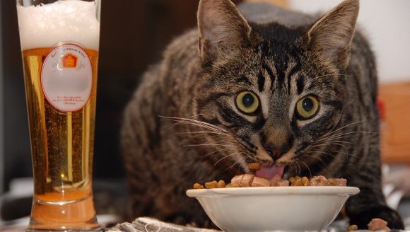 13 lucruri de care sunt capabile doar pisicile! Şi care ne fac să lăcrimăm de râs – VIDEO