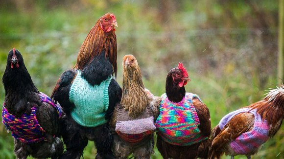 Două femei confecţionează pulovere pentru găini – Galerie Foto