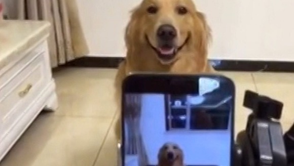 Clipul cu acest câine zâmbind la cameră ar putea fi pentru cel mai amuzant video al anului – VIDEO
