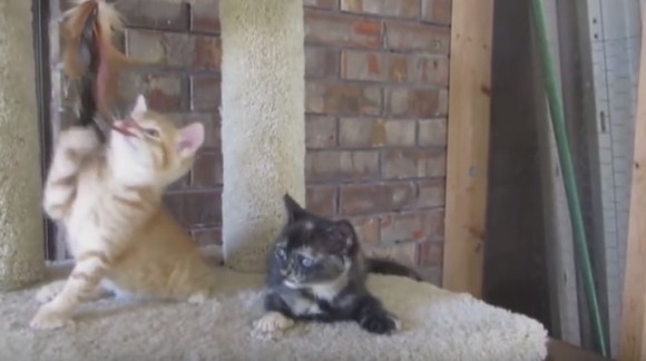 Pisicuţa care adoarme stând în picioare – VIDEO adorabil