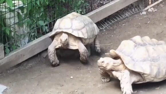 O broască ţestoasă a rămas blocată pe un bolovan. Ce a făcut prietena ei, pentru a o salva – VIDEO