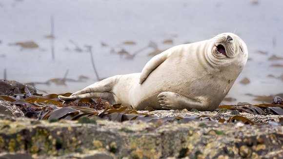 Cele mai amuzante fotografii cu animale au fost premiate. Care este câştigătoarea din 2015 - Galerie Foto