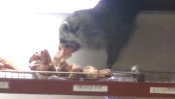 Raton filmat în timp ce fură gogoşi din magazin, sub privirile şocate ale patronului – VIDEO