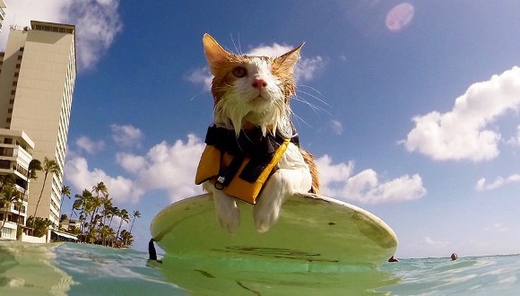 Povestea emoţionantă a pisicuţei cu un singur ochi, care iubeşte să înoate în Hawaii – (Galerie Foto)