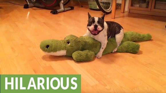 Buldogul francez se luptă cu un aligator de jucărie… până se asigură că îi zboară fulgii – VIDEO