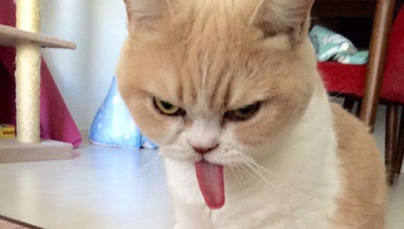 Grumpy Cat, în varianta japoneză. Este chiar mai grumpy decât originala – Galerie Foto