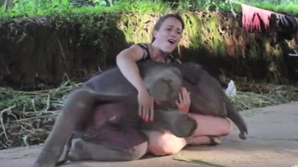 Acest pui de elefant nu vrea decât o îmbrăţişare – uitând cât de greu e – VIDEO