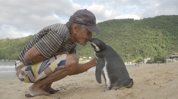 Un pinguin înoată anual 8000 de km, pentru a-l vedea pe omul care i-a salvat viaţa - Galerie Foto
