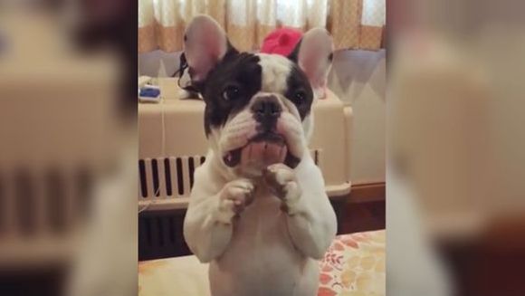 Acest calm bulldog stăpânește o modalitate adorabilă de a cere mâncare – VIDEO