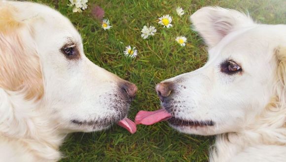 Câini bucurându-se de primăvară - Galerie Foto superbă