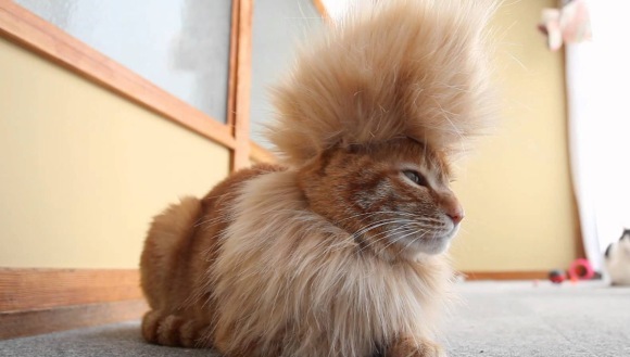 20 de animale care ne dau clasă la capitolul hair-styling – (Galerie Foto)