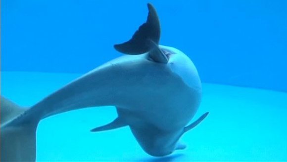 A fost filmat momentul în care o femelă delfin naște – VIDEO fascinant
