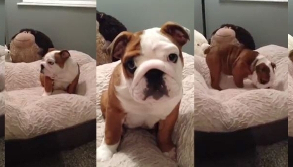 Puiuțul de bulldog își iubește noul pat mai mult decât orice pe lume – VIDEO