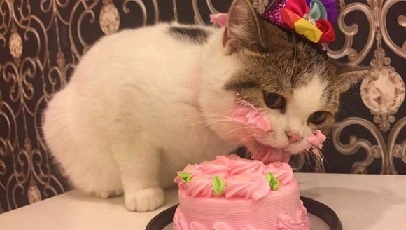 Adorabil: o pisicuță își savurează tortul aniversar cu toate... mustățile - Galerie foto