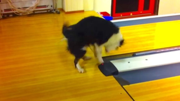 Cel mai amuzant joc de bowling: câinele își iese din minți când pornește sirena linei de fault – VIDEO