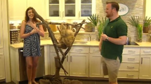 Şi-a cerut iubita de nevastă cu ajutorul animalului ei preferat: un leneş – VIDEO emoţionant