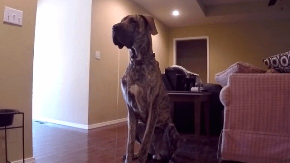 Nu o să îți vină să crezi cât de mult salivează acest câine – VIDEO