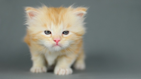 10 pisici care habar nu au despre ceea  ce vor de la viață – FOTO