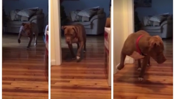 Pitbullul merge tiptil, pentru că îi este teamă să nu trezească pisica – VIDEO
