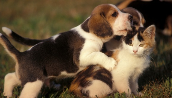 20 de fotografii care ne arată cât de adorabilă poate fi prietenia dintre câini și pisici